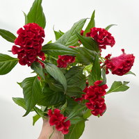 Celosia 'Tasty Twist Mix', Farben zufällig, Topf-Ø 12 cm, 6 Pflanzen Celosia 'Tasty Twist Mix', Farben zufällig, Topf-Ø 12 cm, 6 Pflanzen