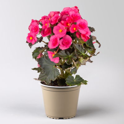 Elatior-Begonie, rosa & weiß, Topf-Ø 14 cm, Höhe ca. 20-27 cm, 4 Pflanzen