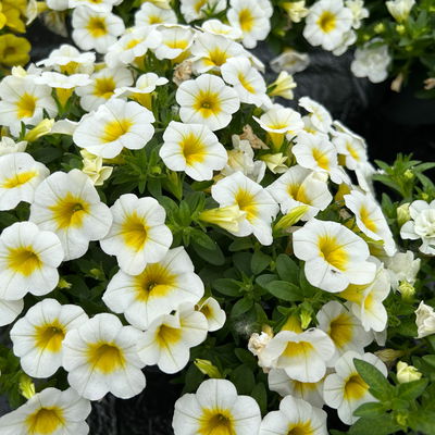 Zauberglöckchen 'Frosty Lemon', weiß-gelb, Topf-Ø 13 cm, 6 Pflanzen