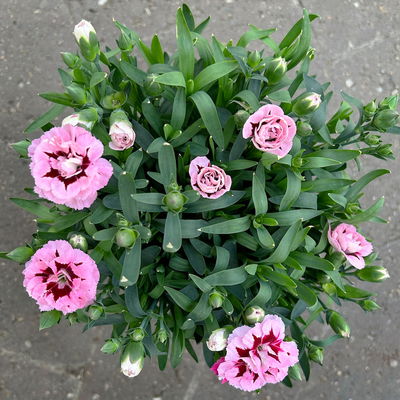 Nelke 'Oscar®', Farbe zufällig, Topf-Ø 14 cm, 4 Pflanzen