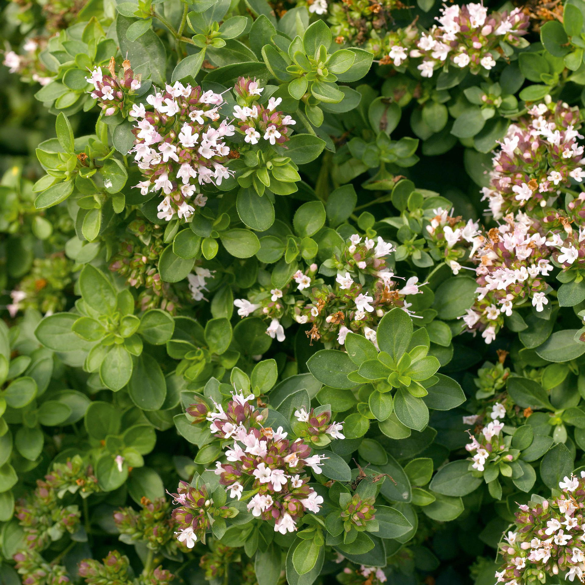 Oregano, Kölle Bio, 12cm Topf PflanzenKölle