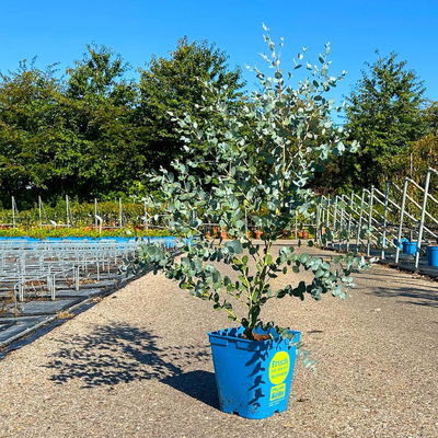 Silberblauer Eucalyptus gunnii 'Silverana'®, im 5 lt. Topf Silberblauer Eucalyptus gunnii 'Silverana'®, im 5 lt. Topf