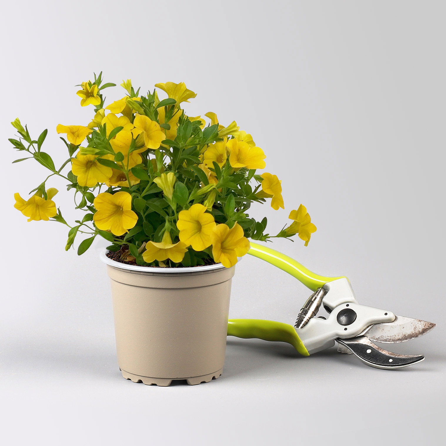 Pflanzenkreation Schatten-Leuchten, groß, 12 Pflanzen inkl. Erde und Dünger