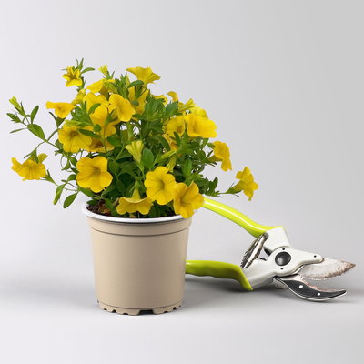 Pflanzenkreation Schatten-Leuchten, groß, 12 Pflanzen inkl. Erde und Dünger