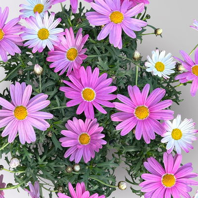 Margerite, rosa, Topf-Ø 14/15 cm, 3 Pflanzen Margerite, rosa, Topf-Ø 14/15 cm, 3 Pflanzen