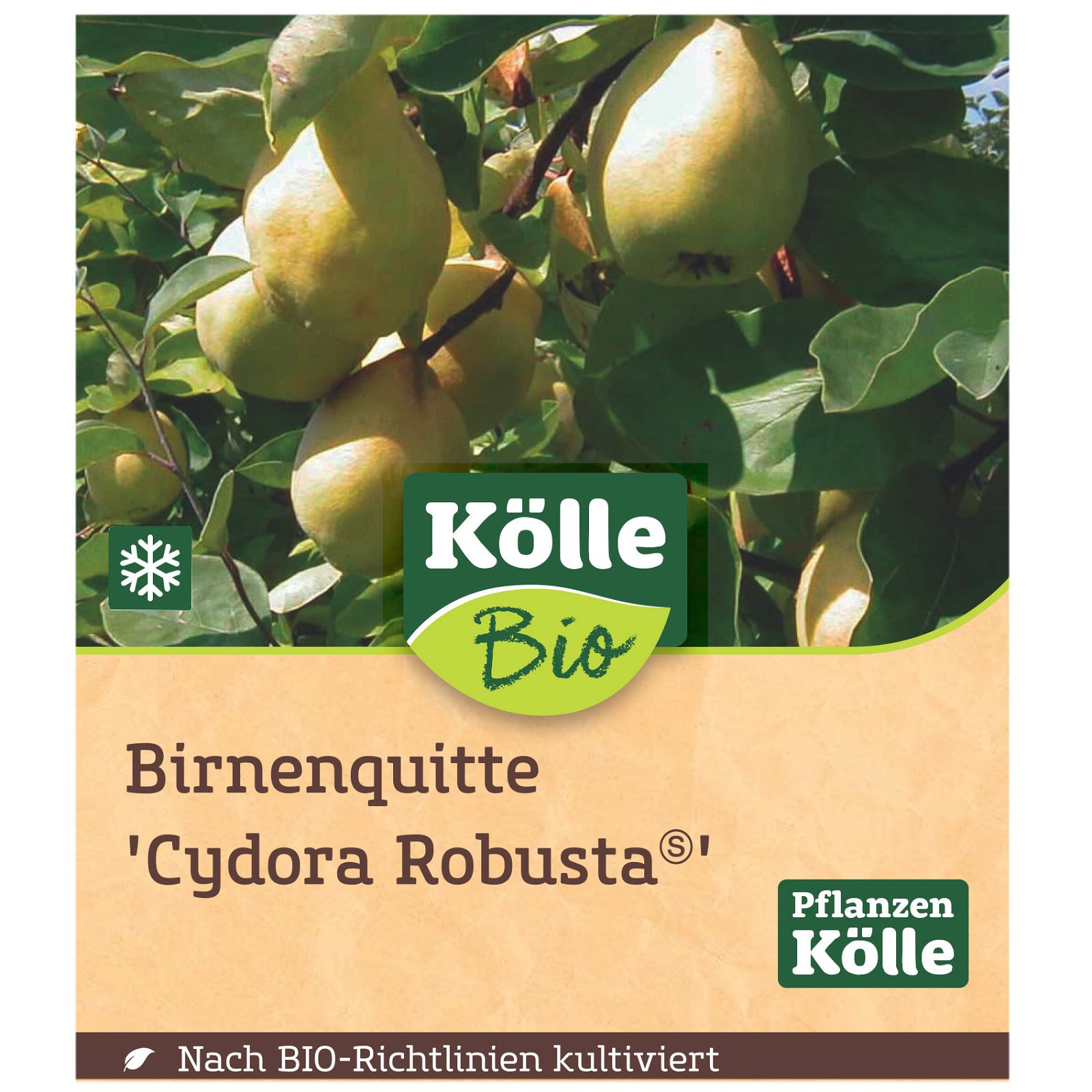 Bio Birnenquitte 'Cydora Robusta'Ⓢ, Topf 10 Liter