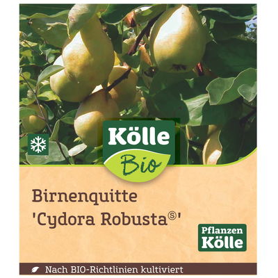 Bio Birnenquitte 'Cydora Robusta'Ⓢ, Topf 10 Liter Bio Birnenquitte 'Cydora Robusta'Ⓢ, Topf 10 Liter