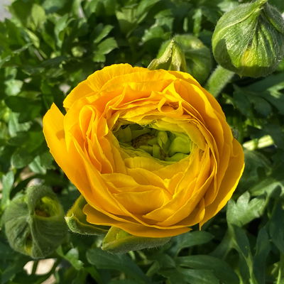 Ranunkel, gelb, Topf-Ø 13 cm, 6 Pflanzen