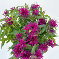 Kölles Beste Indianernessel 'Melua Violet' violett, 3 Liter Topf Kölles Beste Indianernessel 'Melua Violet' violett, 3 Liter Topf
