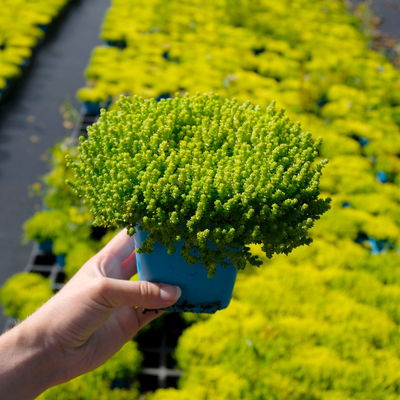 Scharfer Mauerpfeffer 'Aureum' gelb, 9x9 cm, 3 Pflanzen Scharfer Mauerpfeffer 'Aureum' gelb, 9x9 cm, 3 Pflanzen