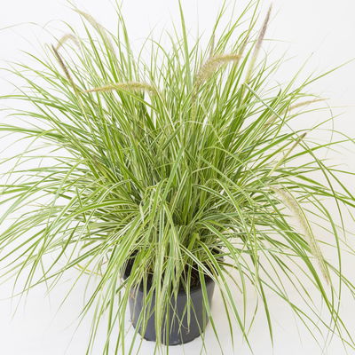 Buntes Lampenputzergras 'Sky Rocket', bunt, Topf-Ø 19 cm, 2 Pflanzen