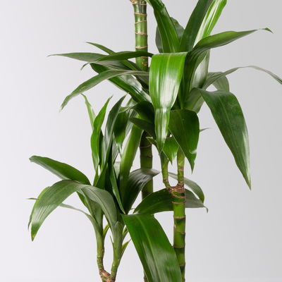 Duftender Drachenbaum 'Janet Craig', Topf-Ø 21 cm, , Höhe ca. 120 cm Duftender Drachenbaum 'Janet Craig', Topf-Ø 21 cm, , Höhe ca. 120 cm