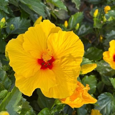 Hibiskus, Farbe zufällig, Stamm, Topf-Ø 33 cm, Höhe ca. 150 cm