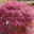 Japanischer Zwergahorn 'Peve Dave', rotlaubig, Höhe 80 - 100 cm, Topf 10 Liter