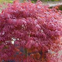 Japanischer Zwergahorn 'Peve Dave', rotlaubig, Höhe 80 - 100 cm, Topf 10 Liter