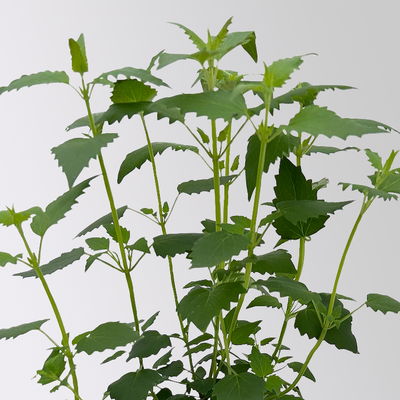 Limonadenpflanze, Kölle Bio, 12cm Topf, frisch aus unserer Bio-Gärtnerei