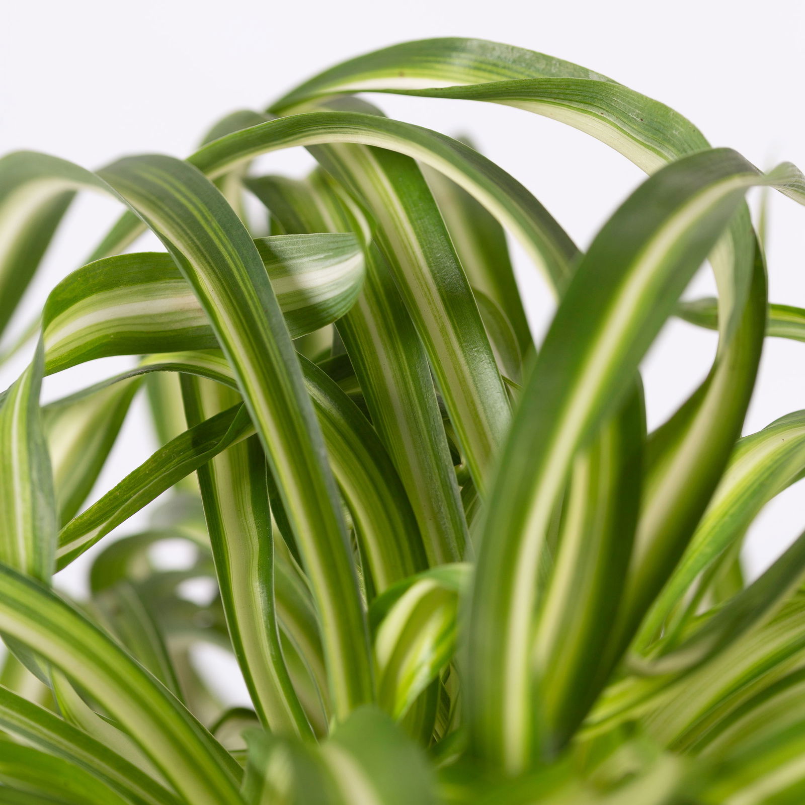 Grünpflanzenkreation 'Tierfreund', Topf-Ø 12 cm, 6 Pflanzen