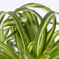 Grünpflanzenkreation 'Tierfreund', Topf-Ø 12 cm, 6 Pflanzen