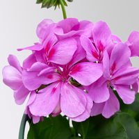Geranie 'Ivy League™ Amethyst' lila-pink, hängend, Topf-Ø 13 cm, 6er-Set