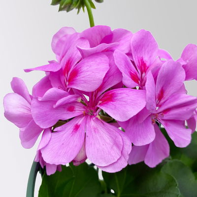 Geranie 'Royal Blue 25' lila-pink, hängend, Topf-Ø 13 cm, 6er-Set Geranie 'Royal Blue 25' lila-pink, hängend, Topf-Ø 13 cm, 6er-Set