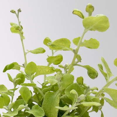 Helichrysum 'Gold', gelblaubig, Topf- Ø 12 cm, 6 Pflanzen