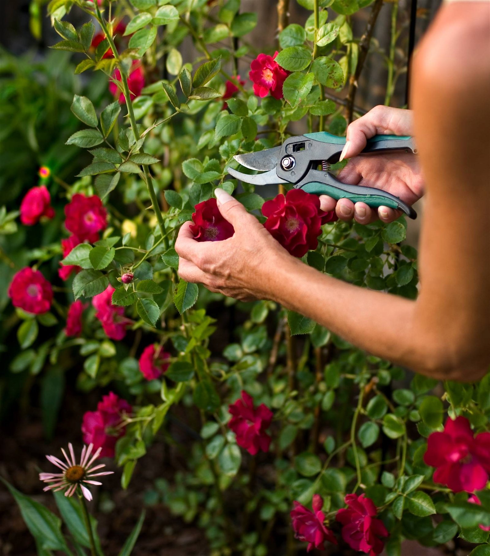 Rückschnitt blühender Rosenstrauch mit Gartenschere