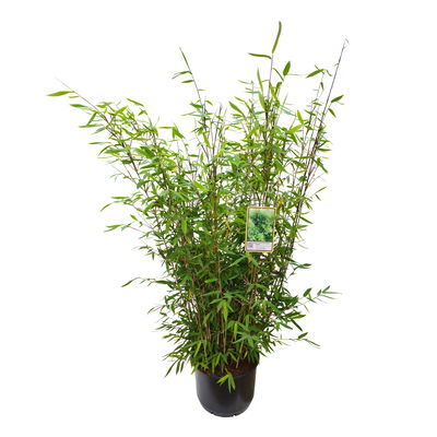 Gartenbambus 'Winter Joy, Topf 20 Liter, 10 Stück Gartenbambus 'Winter Joy, Topf 20 Liter, 10 Stück
