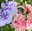 Gartenhibiskus