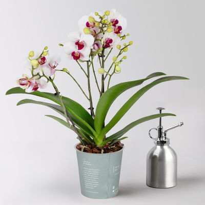 Phalaenopsis weiß, rote Lippe, 2 Rispen, Topf-Ø 12 cm, Höhe ca. 50 cm