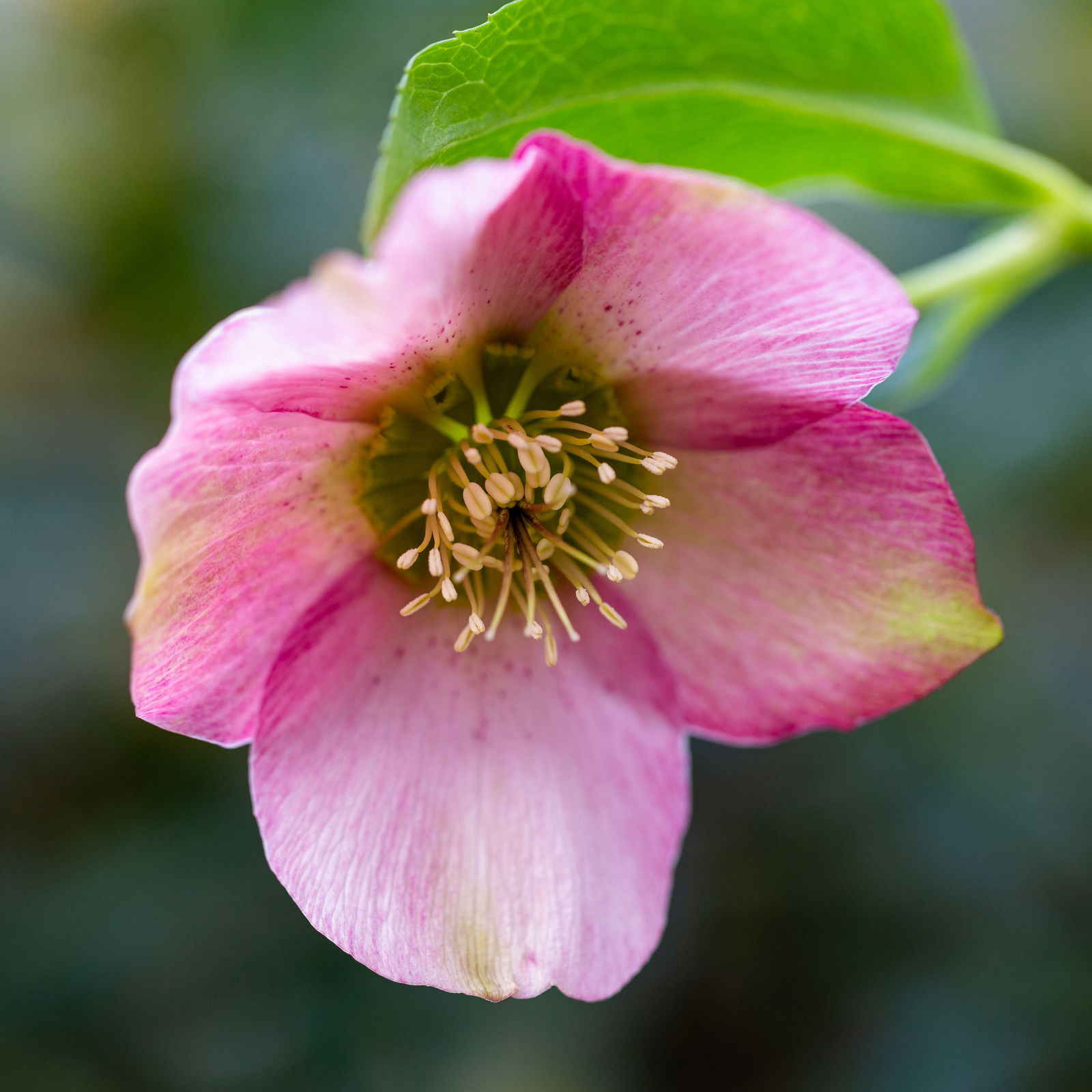 Lenzrose 'Pretty Ellen' rot/rosa zufällig, Topf-Ø 12 cm, 2er-Set