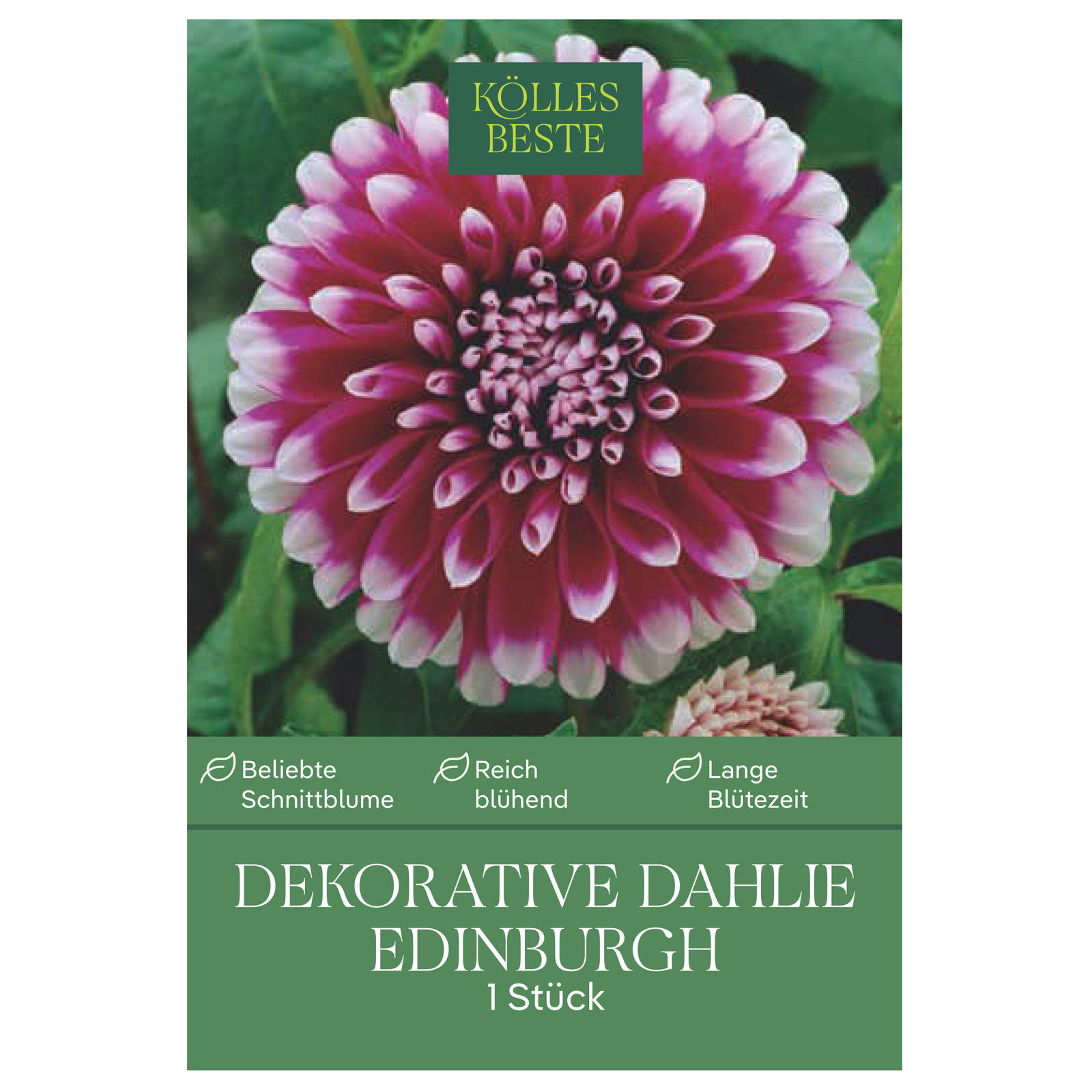Kölles Beste Blumenknolle, Decorative Dahlie 'Edinburgh'