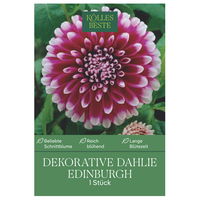 Kölles Beste Blumenknolle, Decorative Dahlie 'Edinburgh'
