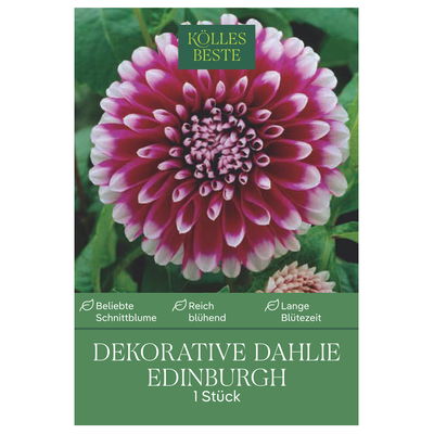 Kölles Beste Blumenknolle, Decorative Dahlie 'Edinburgh'