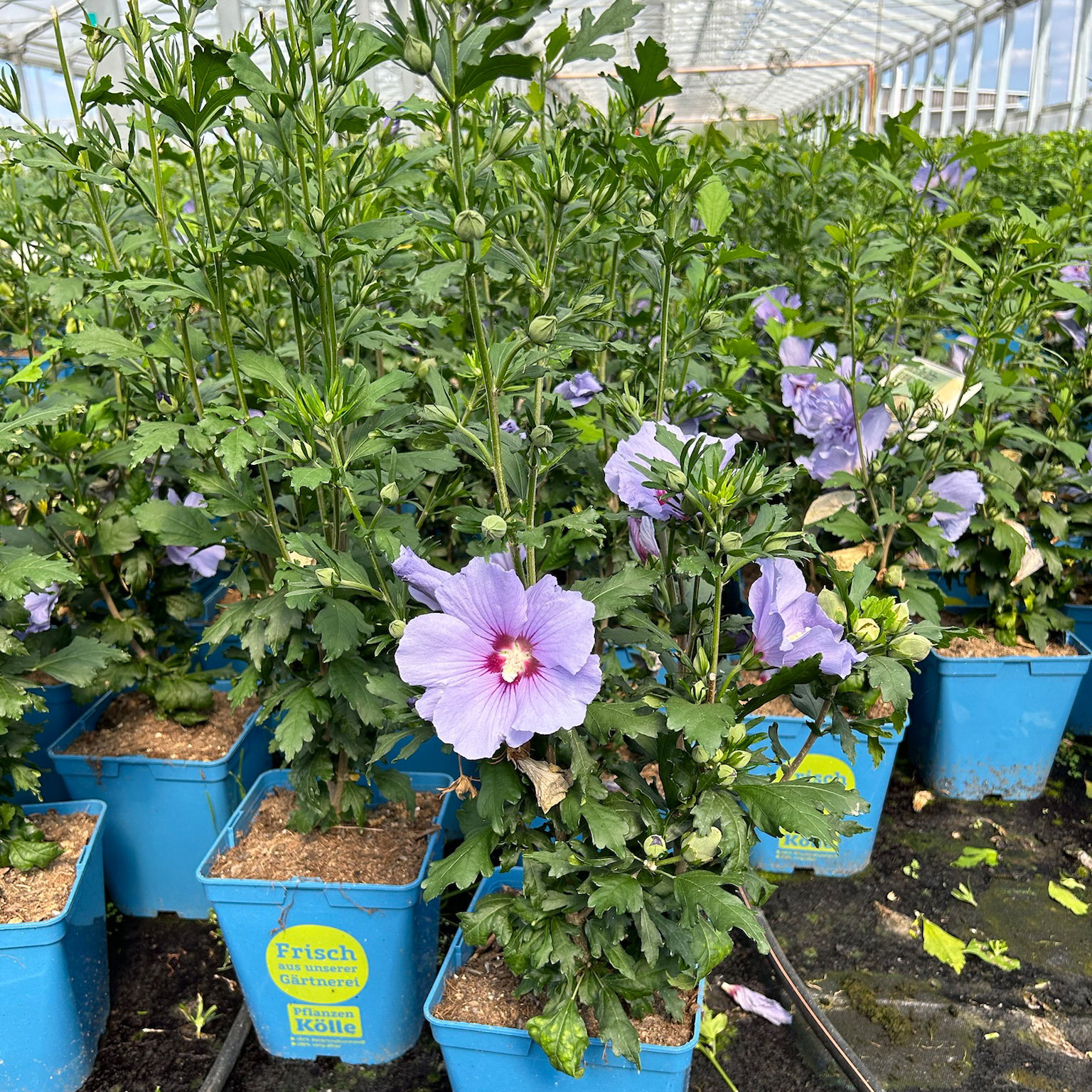 Garten-Hibiskus 'Marina', violettblau, 40 - 60cm hoch, Topf 5 l