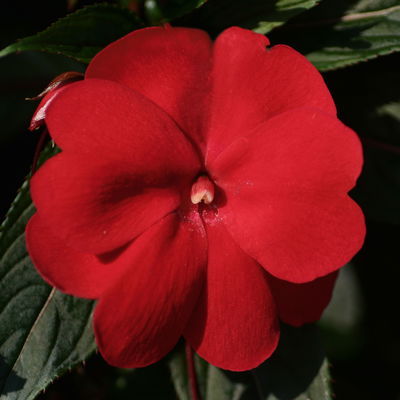 Edellieschen dunkelrot, Topf-Ø 12 cm, 6er-Set