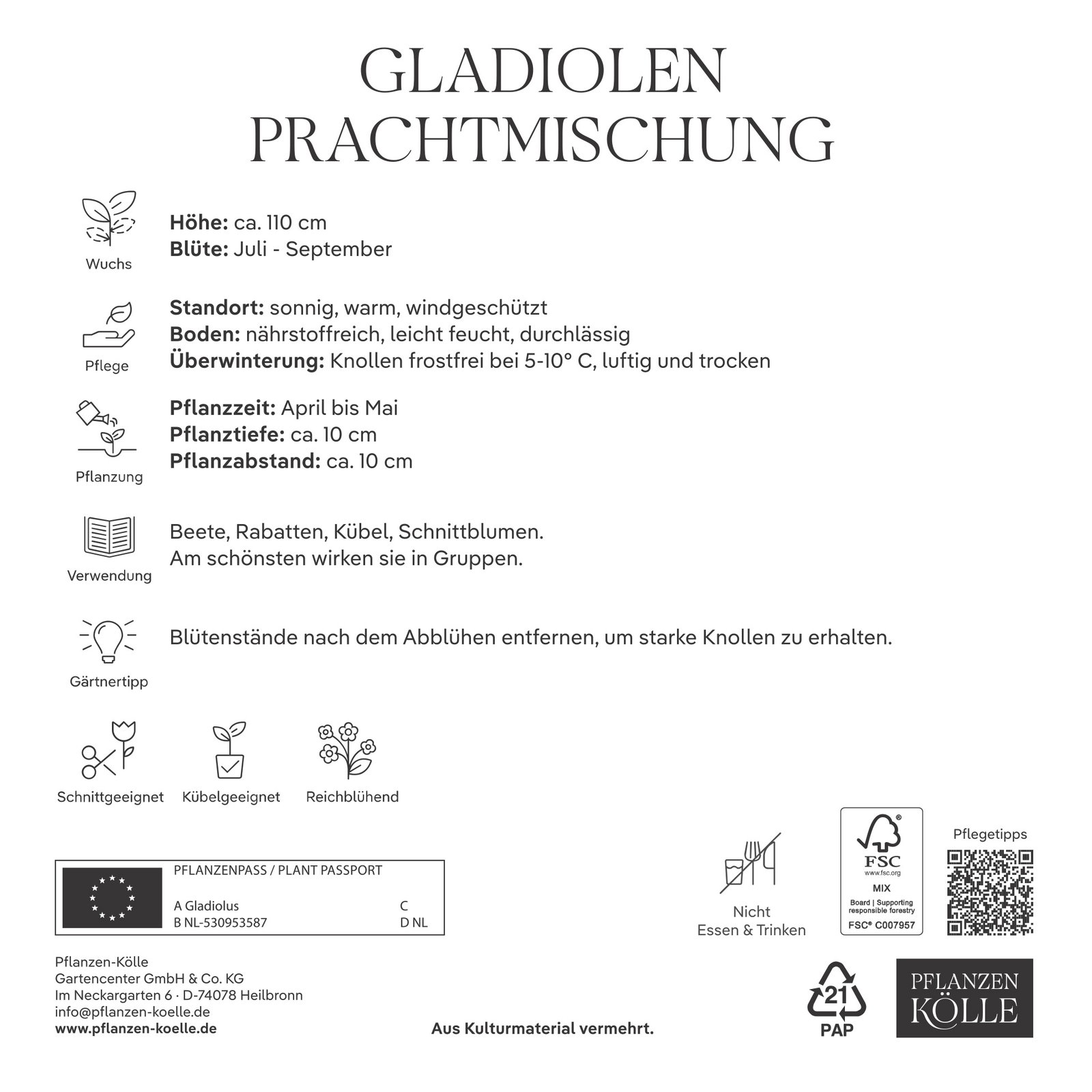 Kölles Beste Gladiolen Prachtmischung, 50 Blumenknollen