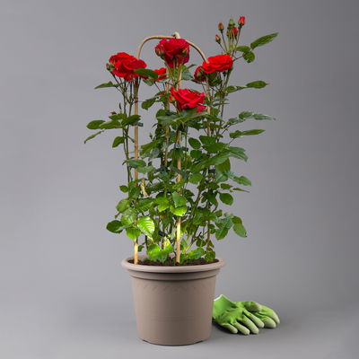 Beetrose 'Westpoint'®, blutorange, Doppelbogen, Topf 10 Liter