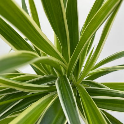 Grünlilie 'Irish', grün-weiß, Topf-Ø 12 cm, 2 Pflanzen Grünlilie 'Irish', grün-weiß, Topf-Ø 12 cm, 2 Pflanzen