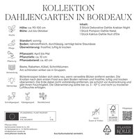 Kölles Beste Dahlien-Kollektion Dahliengarten Bordeaux, rot, 5 Blumenknollen