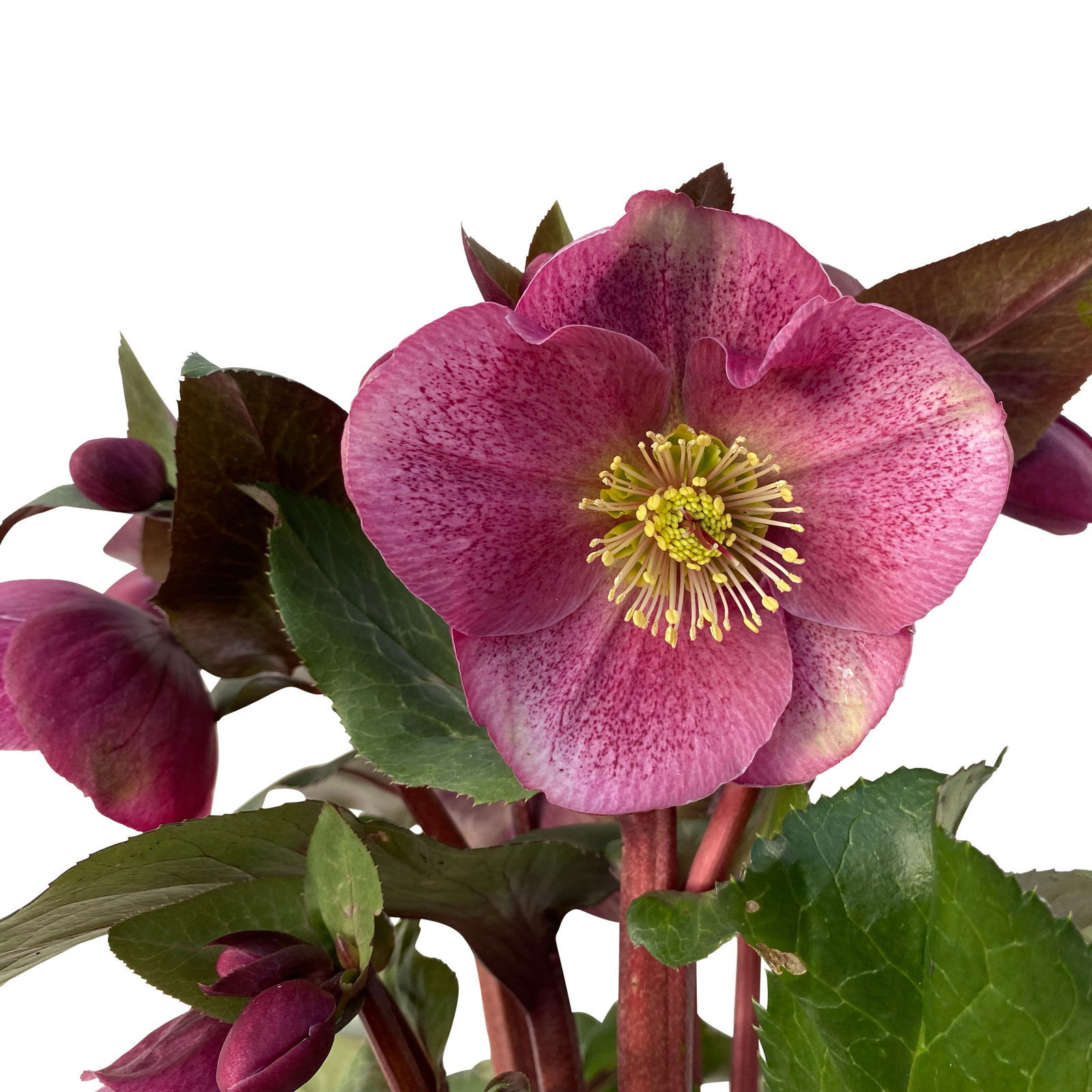 Helleborus 'Charmer', dunkelrosa, Topf-Ø 15 cm