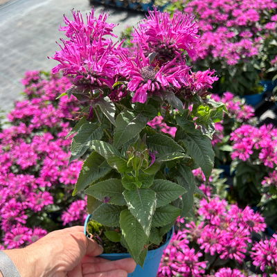 Bio Indianernessel violett, Topf 11x11 cm, 3 Pflanzen