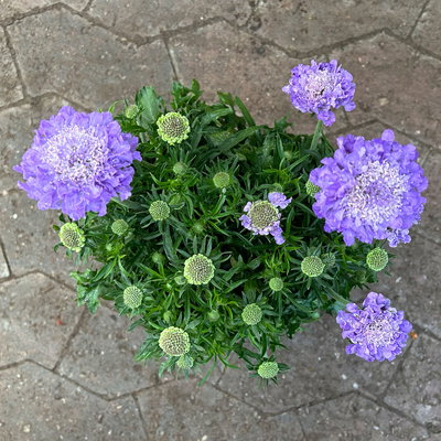 Taubenskabiose 'Mariposa Blue', blau, Topf-Ø 17 cm, 2 Pflanzen