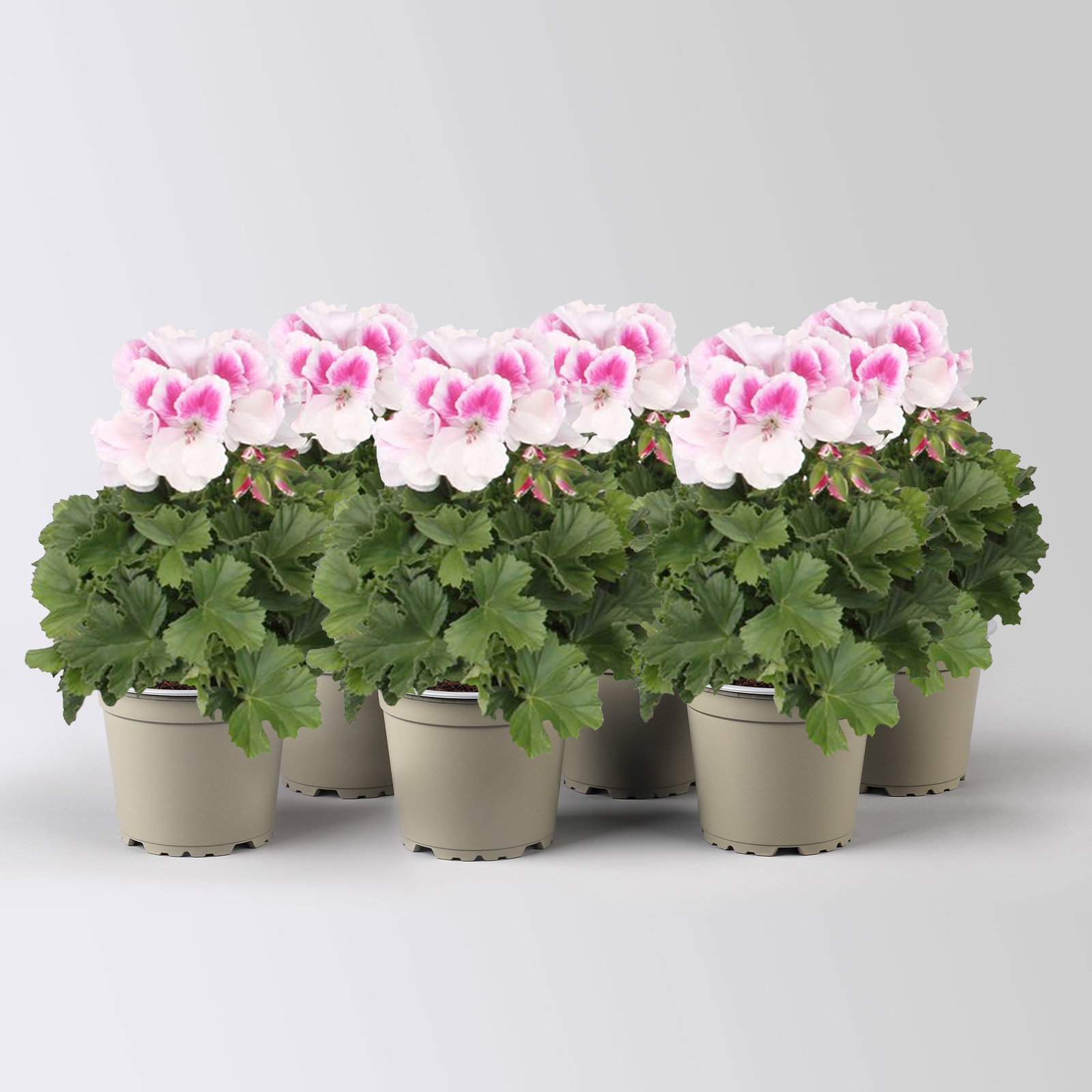 Edelgeranie Bella Donna® 'Don Donatello®', pink-weiß, Topf-Ø 12 cm, 6 Pflanzen