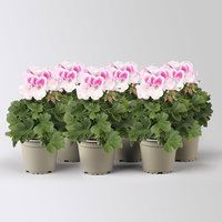 Edelgeranie Bella Donna® 'Don Donatello®', pink-weiß, Topf-Ø 12 cm, 6 Pflanzen
