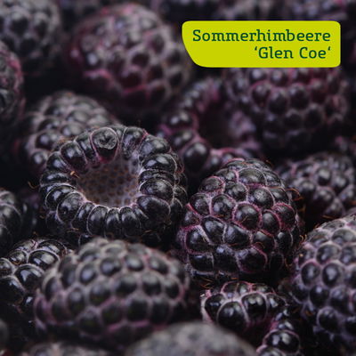 Himbeer-Set 'Dunkle Früchtchen', 4er-Set, Topf je 2 Liter Himbeer-Set 'Dunkle Früchtchen', 4er-Set, Topf je 2 Liter