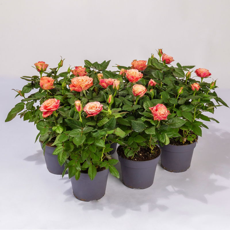 Rose Patio, orange, TopfØ 13 cm, 6erSet kaufen Pflanzen Kölle