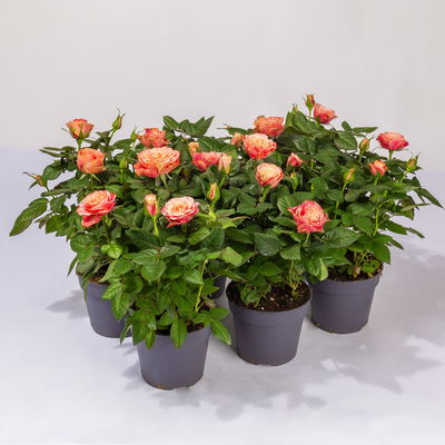 Rose Patio, orange, Topf-Ø 13 cm, 6 Pflanzen
