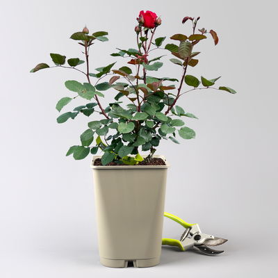 Duftende Edelrose 'Kölle's Rosensymphonie'®, kräftig pink, Topf 5 Liter Duftende Edelrose 'Kölle's Rosensymphonie'®, kräftig pink, Topf 5 Liter