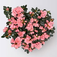 Azalee Hortinno® 'Home rosa', rosa, Topf-Ø 15 cm, Höhe ca. 35 cm