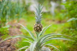 Zierananas Zierananas